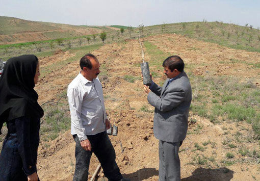 توزیع 14600 اصله نهال گل محمدی و پسته در شهرستان میانه