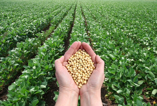 تولید 650 تن سویا در بهشهر