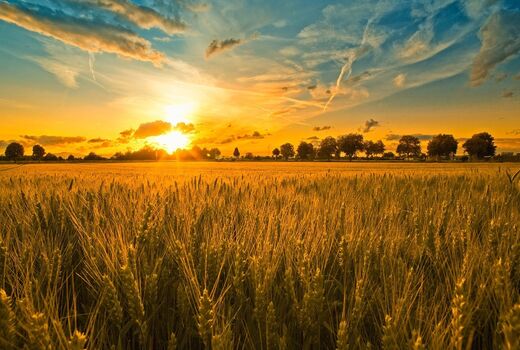 آغاز طرح پایداری خودکفایی تولید گندم