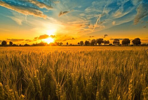 افزایش ۴۰ درصدی نرخ خرید تضمینی محصولات کشاورزی در سال زراعی۱۴۰۰-۱۴۰۱ 