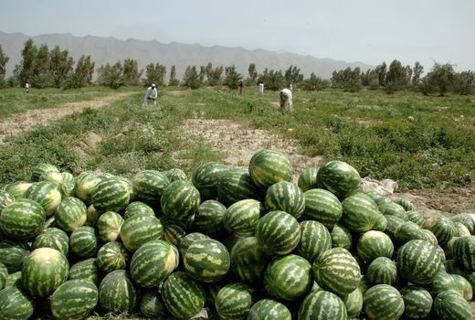 هندوانه های نیکشهری برای شب یلدا راهی بازار مصرف شد