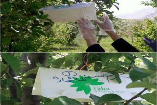 نصب تله های فرمونی درباغات اردل