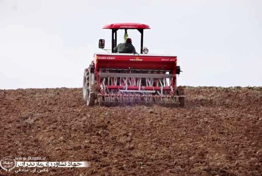 کشت پاییزه در 165 هزار هکتار از مزارع استان مازندران/ توزیع 2 برابری بذر شبدر