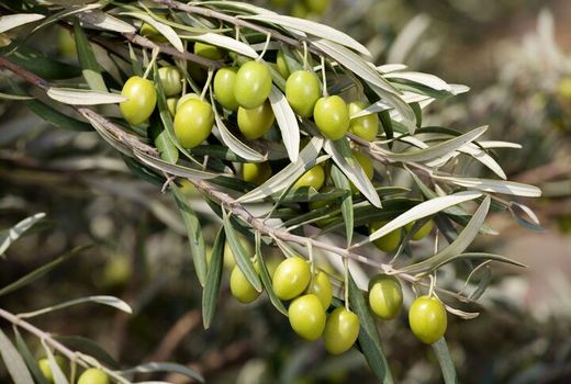 آغاز برداشت زیتون از باغات استان قزوین با پیش‌بینی برداشت ۱۵ هزار تن محصول