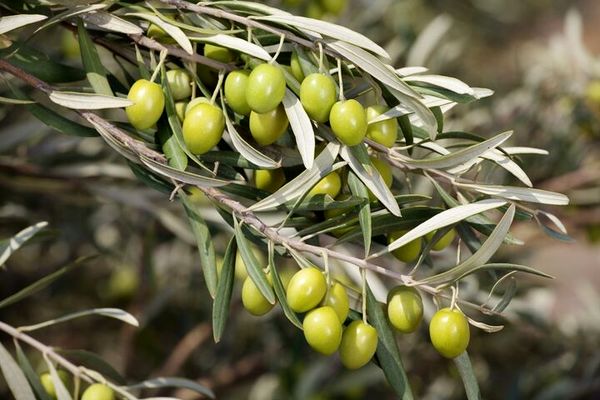 آغاز برداشت زیتون از باغات استان قزوین با پیش‌بینی برداشت ۱۵ هزار تن محصول