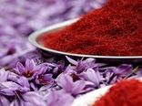 خراسان شمالی رتبه سوم سطح زیر کشت زعفران کشور 