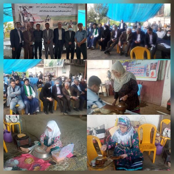 آئین برداشت مکانیزه برنج رقم اصلاح شده پرمحصول کیفی آنام در شهرستان انزلی