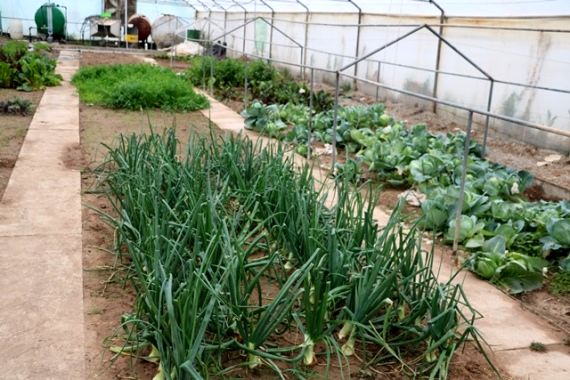وجود بیش از 27هزار متر مربع  گلخانه در شهرستان شهربابک 