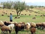 سالانه ۲۰۰ هزار راس دام عشایر خراسان شمالی از استان خارج می‌شود