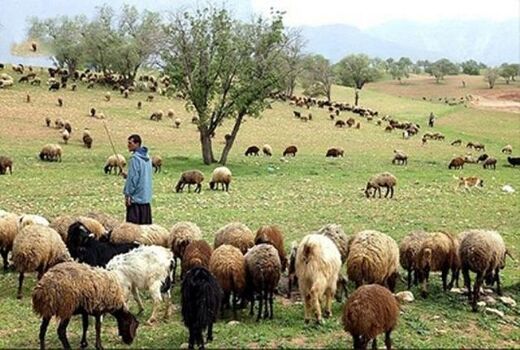 سالانه ۲۰۰ هزار راس دام عشایر خراسان شمالی از استان خارج می‌شود