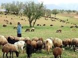 سالانه ۲۰۰ هزار راس دام عشایر خراسان شمالی از استان خارج می‌شود