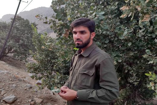 عزم جدی وزارت جهاد کشاورزی در حفاظت از جنگل های بلوط