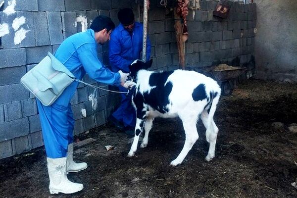 کارگاه آموزشی بیماری های دام در شهرستان بوشهر برگزار گردید