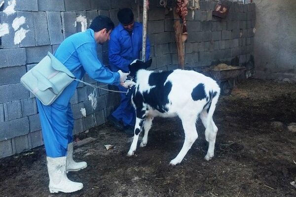 کارگاه آموزشی بیماری های دام در شهرستان بوشهر برگزار گردید