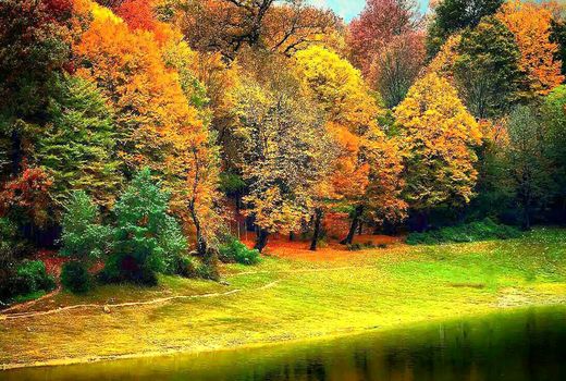 پیگیری طرح مدیریت پایدار منابع طبیعی منطقه هیرکانی اولویت سازمان جنگل‌ها