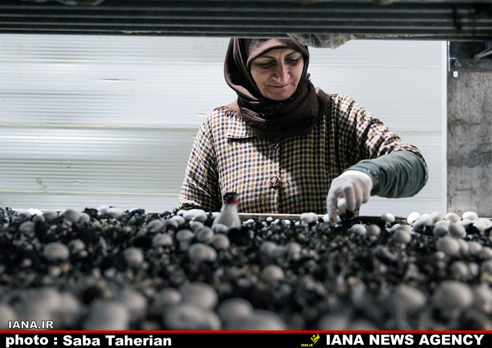 کارخانه قارچ