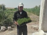 کشت رزماری برای نخستین‌بار در خرمشهر