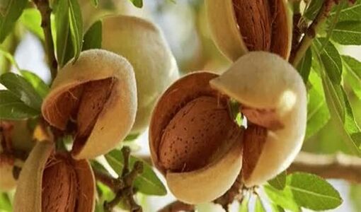 آغاز برداشت بادام در قزوین؛ پیش‌بینی تولید بیش از ۳۸۰۰ تن محصول