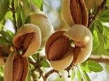 آغاز برداشت بادام در قزوین؛ پیش‌بینی تولید بیش از ۳۸۰۰ تن محصول