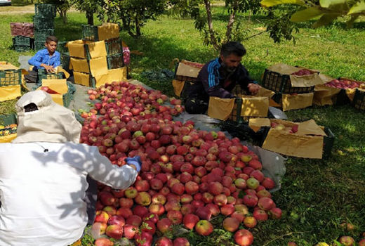 آذربایجان‌شرقی رتبه دوم تولید سیب را در کشور دارد