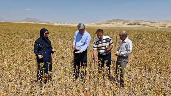 پیشبینی تولید ۴۷ تن گلرنگ در بستان آباد