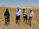 پیش‌بینی تولید ۴۷ تن گلرنگ در بستان آباد