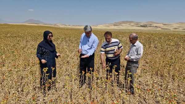 پیش‌بینی تولید ۴۷ تن گلرنگ در بستان آباد