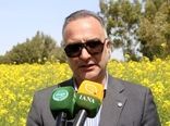 ۸ استان در مدار برداشت گندم/ لزوم تسریع پرداخت مطالبات گندم کاران