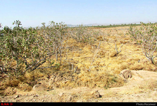 احیاء و جوانسازی باغات بخش مرکزی شهرستان کرمان