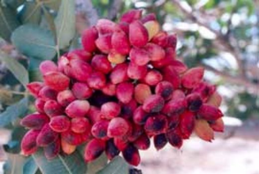 مواجهه شدن کشاورزان شهرستان با مسائل اقلیمی، ریسک بالای سرما زدگی و گرمازدگی