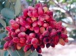 مواجهه شدن کشاورزان شهرستان با مسائل اقلیمی، ریسک بالای سرما زدگی و گرمازدگی