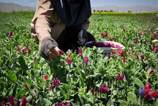  آغاز کشت گیاهان دارویی در ۲۵۰۰ هکتار از مراتع چهارمحال و بختیاری