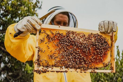 پایان عملیات سرشماری زنبورستان‌ها در فارس 