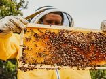 پایان عملیات سرشماری زنبورستان‌ها در فارس 