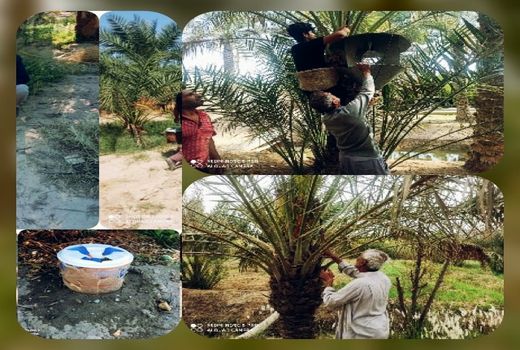 مبارزه با آفات و بیماری ها در بیش از 10 هزار هکتار نخیلات آبادان