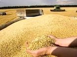 قیمت خرید تضمینی گندم ۵ هزار تومان اعلام شد