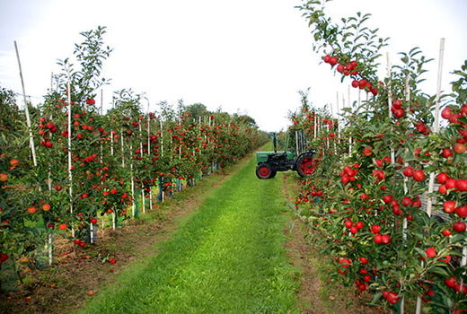 کمبود آب و تغییرات اقلیمی مهم‌ترین چالش‌های سال زراعی گذشته بودند