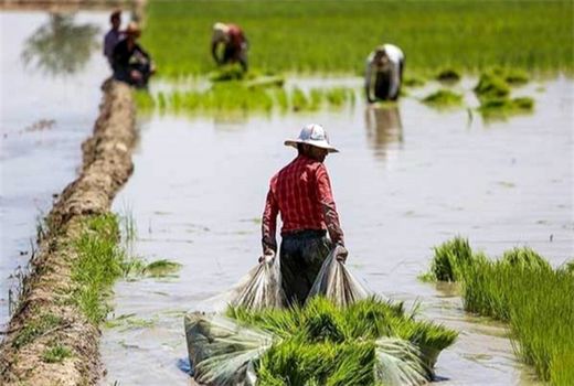 درخواست تامین 24 هزار میلیارد تومان تسهیلات برای اجرای کشت قراردادی