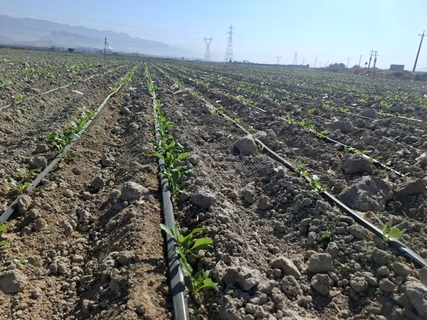 پیش بینی بیش از یک هزار و 300 هکتار کشت چغندرقند پاییزه در کازرون