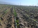 پیش بینی بیش از یک هزار و 300 هکتار کشت چغندرقند پاییزه در کازرون