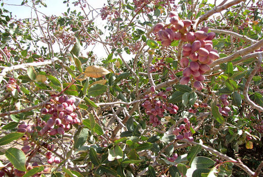 کاشت پسته در دشت‌های ممنوعه اسفراین