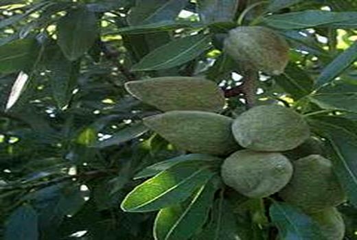 برداشت بادام در استان کرمان تا اواسط شهریور ماه ادامه دارد