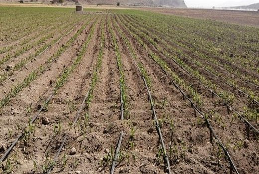 پیش بینی کاشت ذرت علوفه ای در ارسنجان 