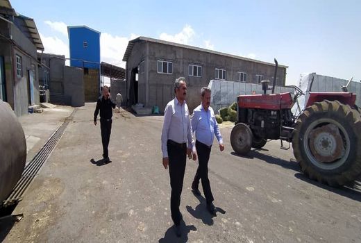 تولید ۸۵ هزار و ۹۷۷ تن خوراک دام در شهرستان تبریز 