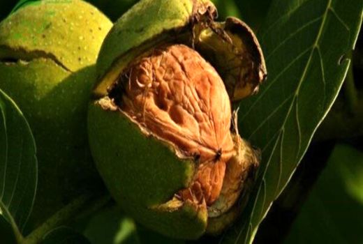 سیوان نیازمند توسعه زیرساخت‌های گردشگری است.