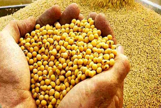 ماموریت شرکت پشتیبانی امور دام برای تامین 500 هزار تن کنجاله سویا 