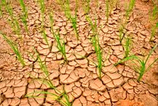   جلوگیری از شور شدن خاک در خرمشهر