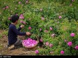 پیش‌بینی برداشت بیش از 360 تن گل‌محمدی از مزارع کردستان