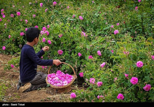 پیش‌بینی برداشت بیش از 360 تن گل‌محمدی از مزارع کردستان