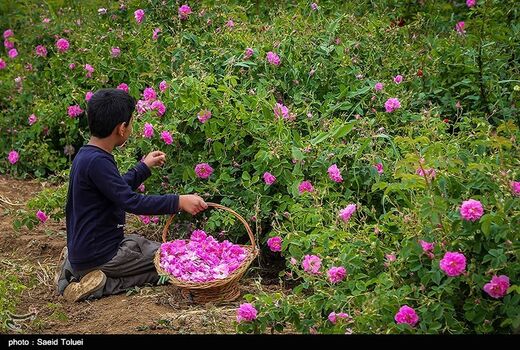 پیش‌بینی برداشت بیش از 360 تن گل‌محمدی از مزارع کردستان